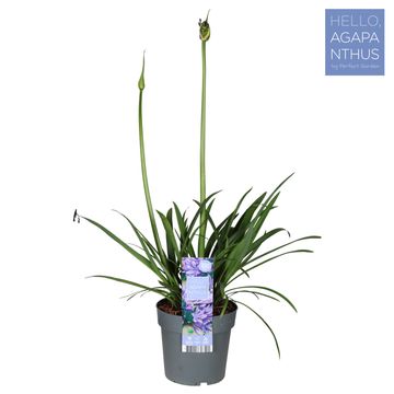 Agapanthus EVERPANTHUS POPPIN' STAR