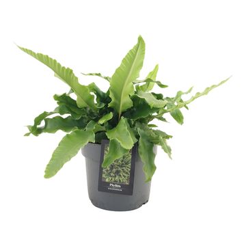 Phyllitis scolopendrium