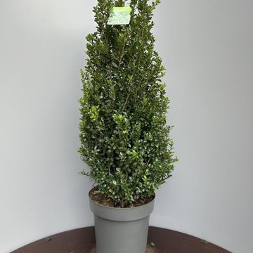 Ilex crenata 'Caroline Upright'