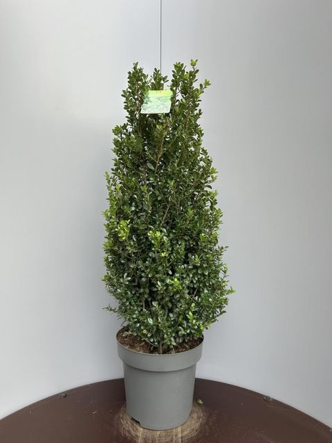 Ilex crenata 'Caroline Upright'