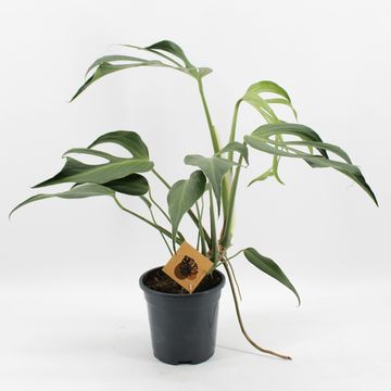 Monstera 'Burle Marx Flame'