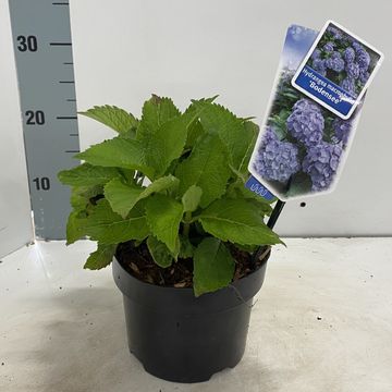 Hydrangea macrophylla 'Bodensee'