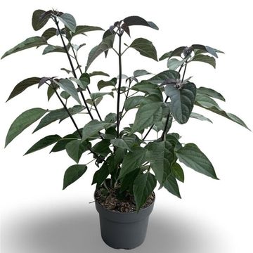 Clerodendrum trichotomum fargesii