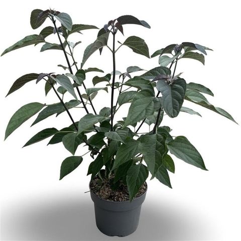 Clerodendrum trichotomum fargesii