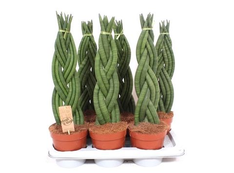 Sansevieria cylindrica 'Braid'