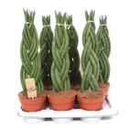 Sansevieria cylindrica 'Braid'