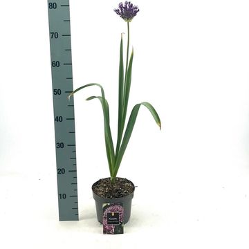 Allium aflatunense 'Purple Sensation'