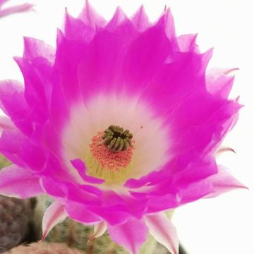 Echinocereus rigidissimus rubispinus