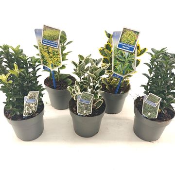Euonymus MIX