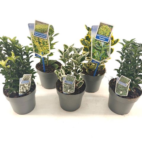 Euonymus MIX