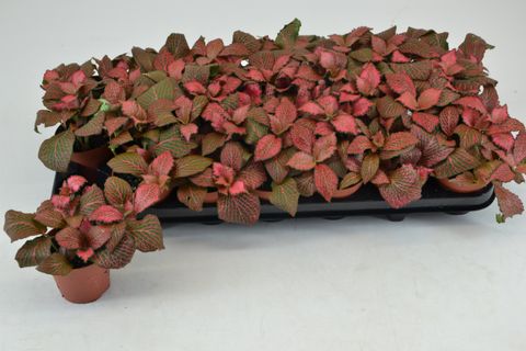 Fittonia 'Josan'
