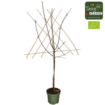 Prunus domestica 'Opal'