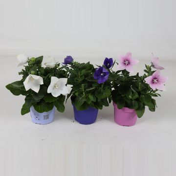 Platycodon grandiflorus MIX