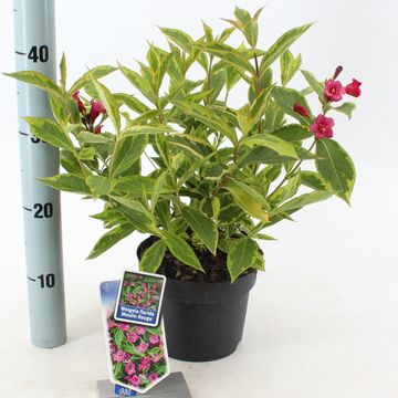 Weigela florida МУЛЕН РУЖ