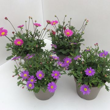 Brachyscome multifida MIX