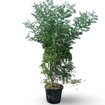 Styphnolobium japonicum