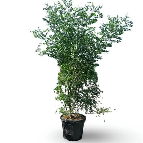 Styphnolobium japonicum