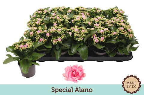 Kalanchoe ALANO