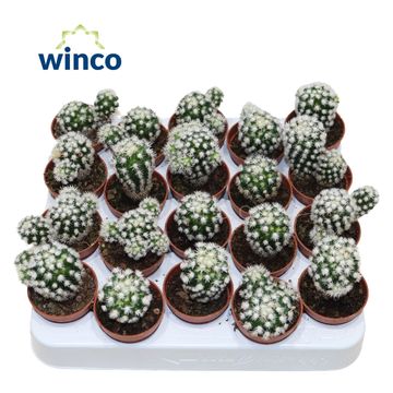 Mammillaria vetula gracilis 'Arizona Snowcap'