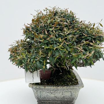 Trachelospermum asiaticum