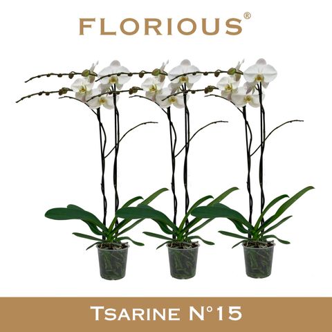 Phalaenopsis 'Tsarine'