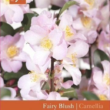 Camellia 'Fairy Blush'