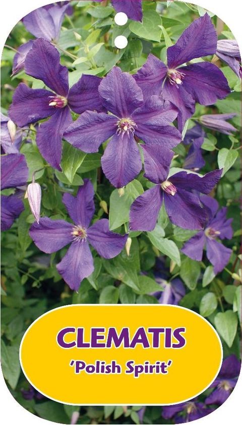 Clematis 'Polish Spirit' (Vt)