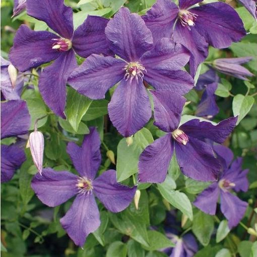 Clematis 'Polish Spirit' (Vt)