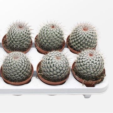 Mammillaria bombycina