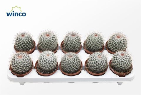 Mammillaria bombycina