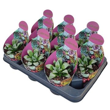 Haworthia mutica 'Byakuya'