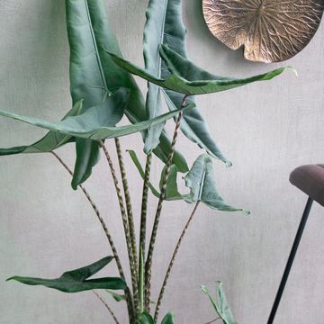 Alocasia zebrina 'Tigrina Superba'