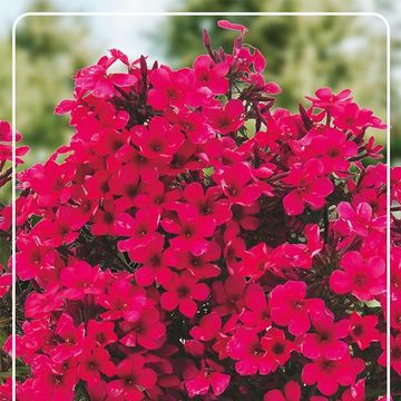 Phlox 'Early Red'