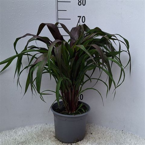 Pennisetum 'Purple Baron'