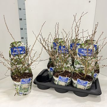 Prunus incisa 'Kojou-no-mai'