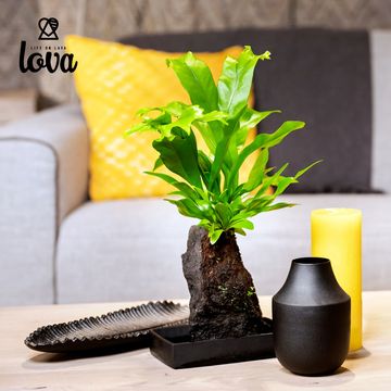 Microsorum punctatum 'Green Flame'