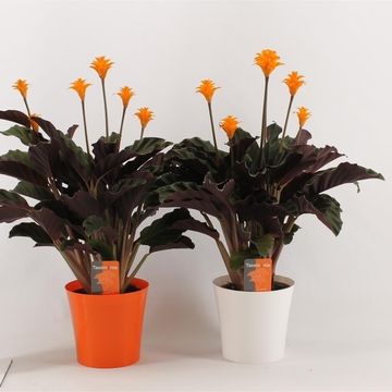 Calathea crocata 'Tassmania'