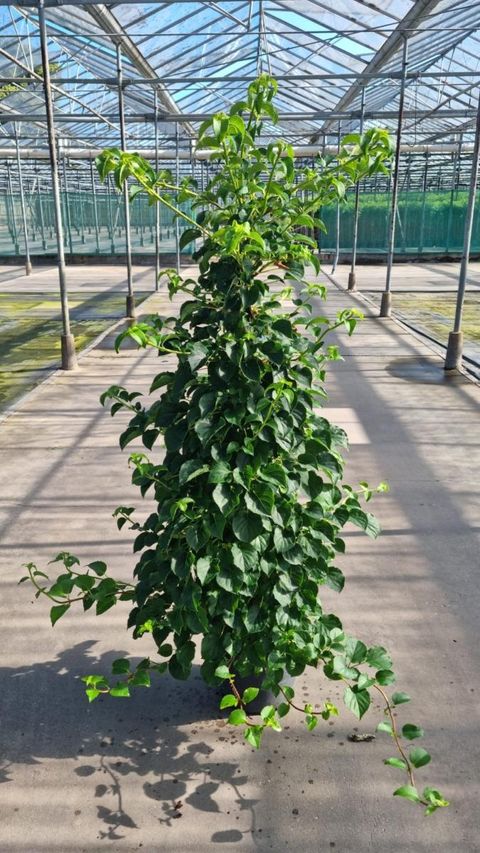 Hydrangea anomala petiolaris