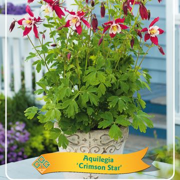 Aquilegia 'Crimson Star'