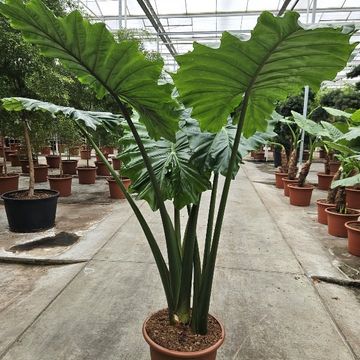 Alocasia 'Portodora'