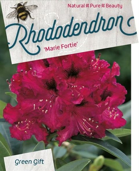 Rhododendron 'Marie Forte'