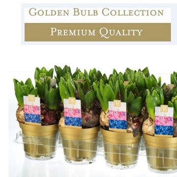 Hyacinthus Гиацинт восточный МИКС В ГОРШКЕ