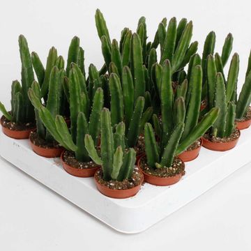 Stapelia leendertziae