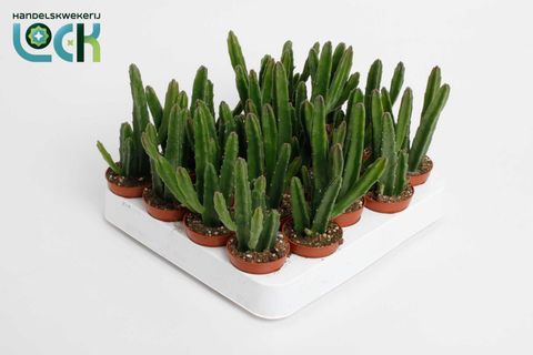 Stapelia leendertziae