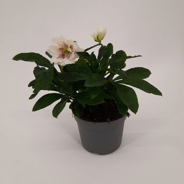 Helleborus orientalis 'White Spotted'