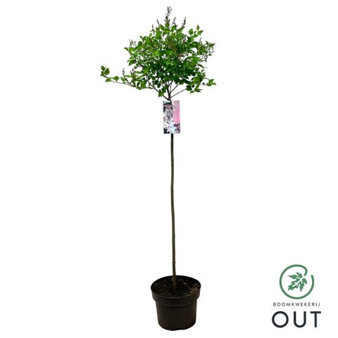 Syringa meyeri FLOWERFESTA WHITE