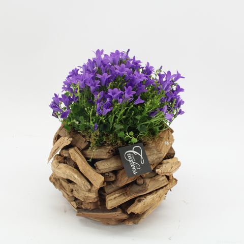 Arrangemang Campanula