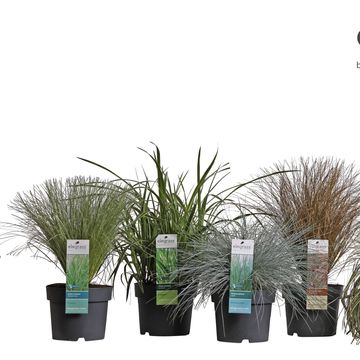 Декоративні трави MIX