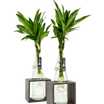 Arranjo Houseplants