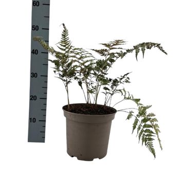 Athyrium niponicum pictum